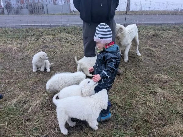 Cuccioli pastore maremmano abruzzese | Foto 1