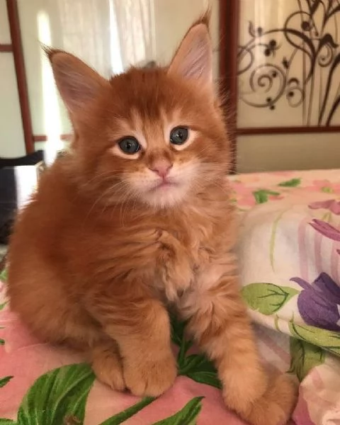 Cuccioli di Maine coon!!