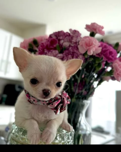 Adorabili cuccioli di Chihuahua