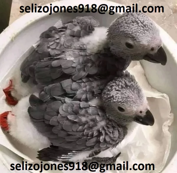 Offriamo varie razze di pappagalli e uova fertili. Vendiamo un'ampia variet&agrave; di pappagalli sani di d | Foto 0