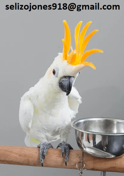 Offriamo varie razze di pappagalli e uova fertili. Vendiamo un'ampia variet&agrave; di pappagalli sani di d