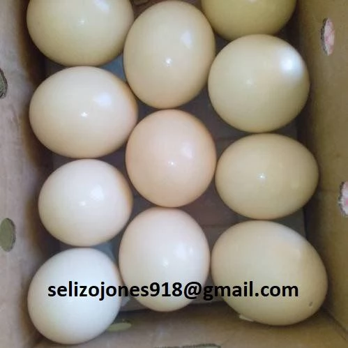 Offriamo varie razze di pappagalli e uova fertili. Vendiamo un'ampia variet&agrave; di pappagalli sani di d | Foto 0