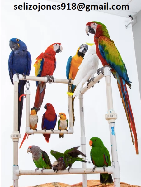 Offriamo varie razze di pappagalli e uova fertili. Vendiamo un'ampia variet&agrave; di pappagalli sani di d | Foto 0