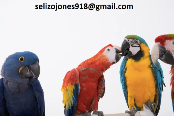 Offriamo varie razze di pappagalli e uova fertili. Vendiamo un'ampia variet&agrave; di pappagalli sani di d | Foto 0