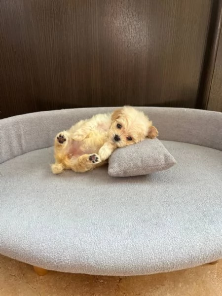 MALTIPOO MALTIPO CUCCIOLI ITALIANI pag rateale