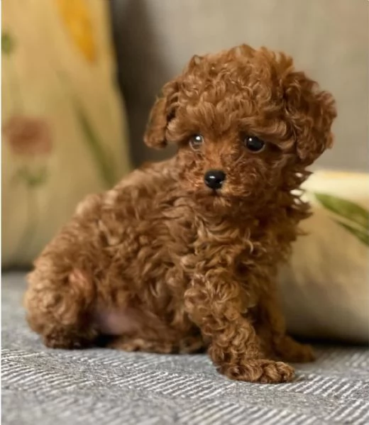 MALTIPOO MALTIPO CUCCIOLI ITALIANI pag rateale | Foto 1