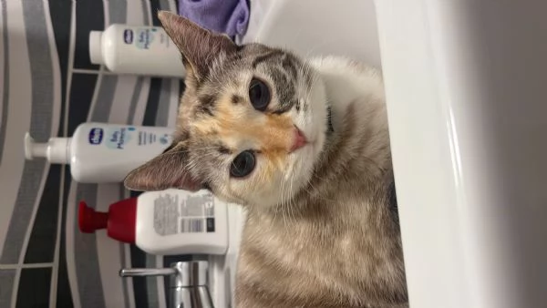 Gatto europeo  | Foto 7