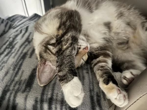 Gatto europeo  | Foto 6