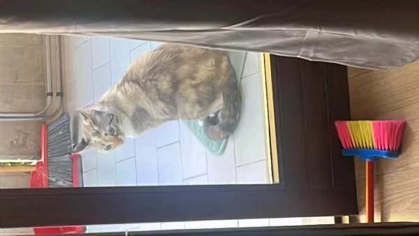 Gatto europeo  | Foto 5