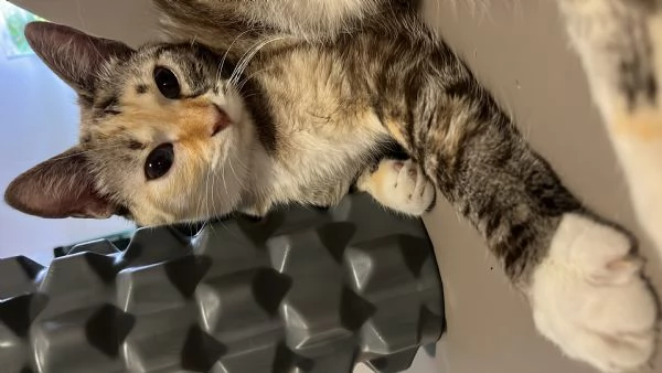 Gatto europeo  | Foto 2