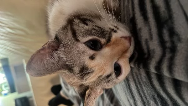 Gatto europeo  | Foto 0