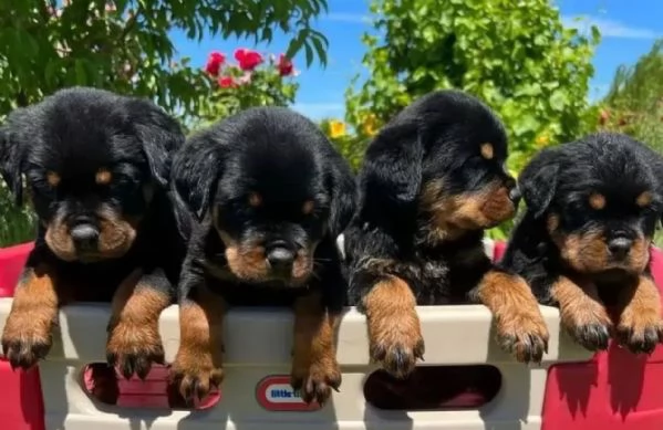 Cuccioli di Rottweiler