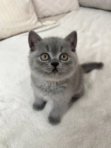 Due meravigliose British shorthair