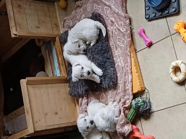 Dolci e adorabili cuccioli di Westie, cuccioli di West Highland White Terrier di razza pura | Foto 0