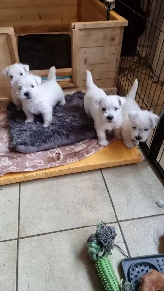 Cuccioli di West Highland White Terrier | Foto 1