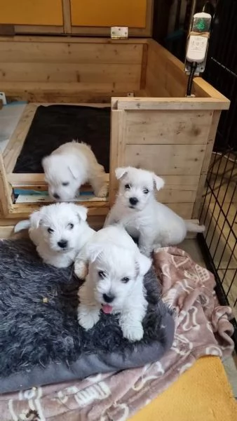 Cuccioli di West Highland White Terrier