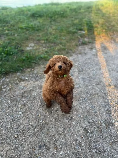 Disponibile barboncini toy Red con 2 sverminazioni  | Foto 2