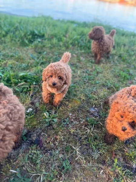 I cuccioli di barboncino Toy x asiatico cercano una nuova casa | Foto 3