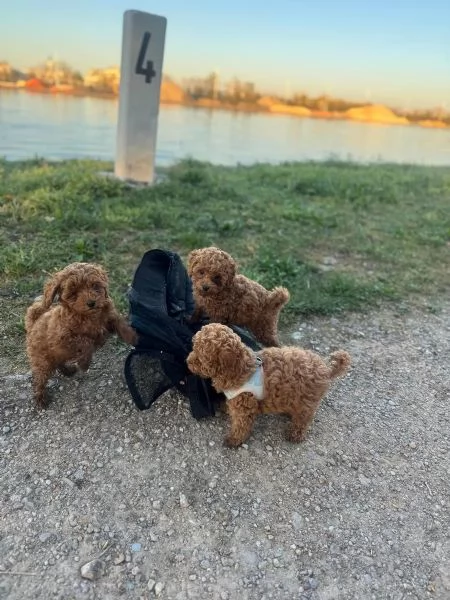 I cuccioli di barboncino Toy x asiatico cercano una nuova casa | Foto 0