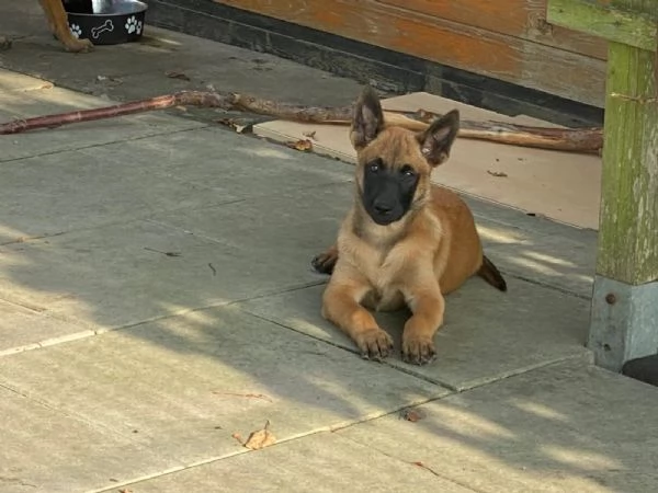  splendidi cuccioli di pastore belga Malinois .