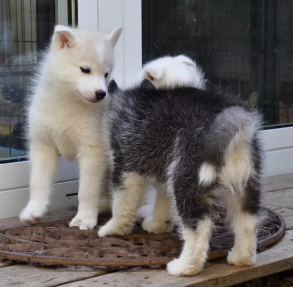4 SIBERIAN HUSKY di colore bianco/grigio. | Foto 3