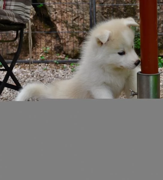 4 SIBERIAN HUSKY di colore bianco/grigio. | Foto 0