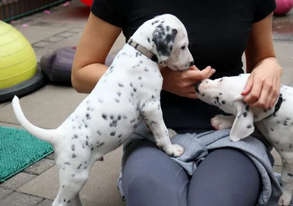 CUCCIOLI DALMATA con PEDIGREE | Foto 1