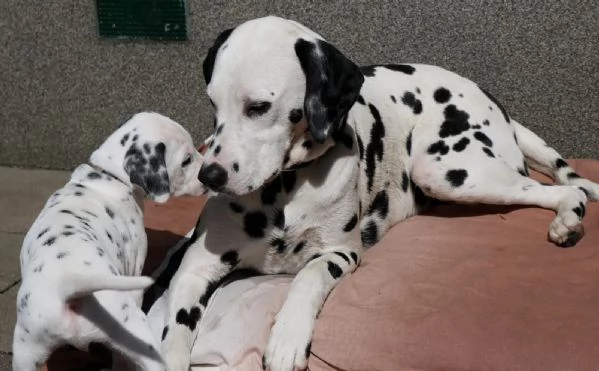 CUCCIOLI DALMATA con PEDIGREE | Foto 0