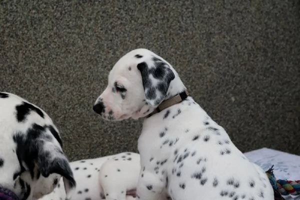 CUCCIOLI DALMATA con PEDIGREE