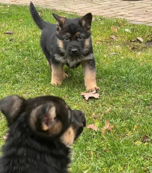 Cuccioli di pastore tedesco maschi e femmine pronti per partire | Foto 2