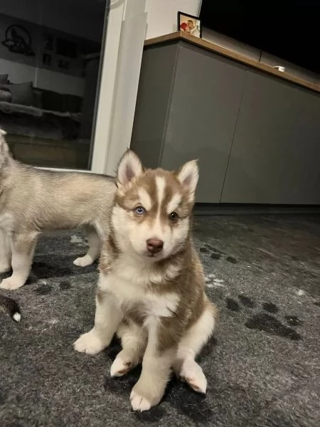 Cuccioli di Siberian Husky con pedigree ENCI | Foto 1