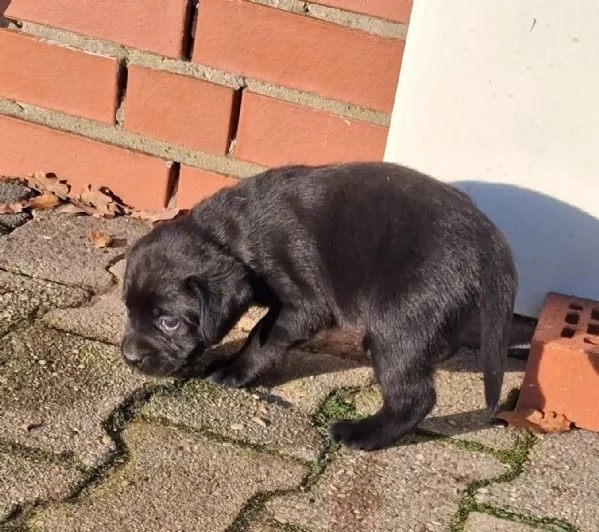 simpatici cuccioli di labrador maschi e femmine | Foto 3