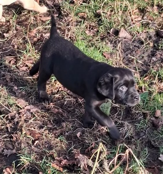 simpatici cuccioli di labrador maschi e femmine | Foto 2