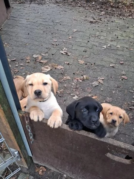 simpatici cuccioli di labrador maschi e femmine | Foto 0