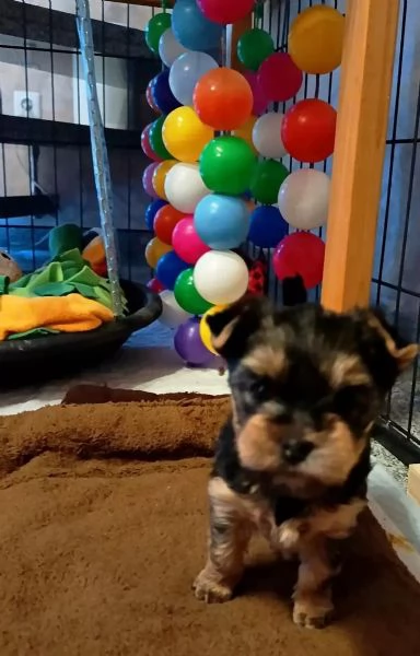BELLISSIMI CUCCIOLI DI YORKSHIRE TERRIER DISPONIBILI | Foto 2