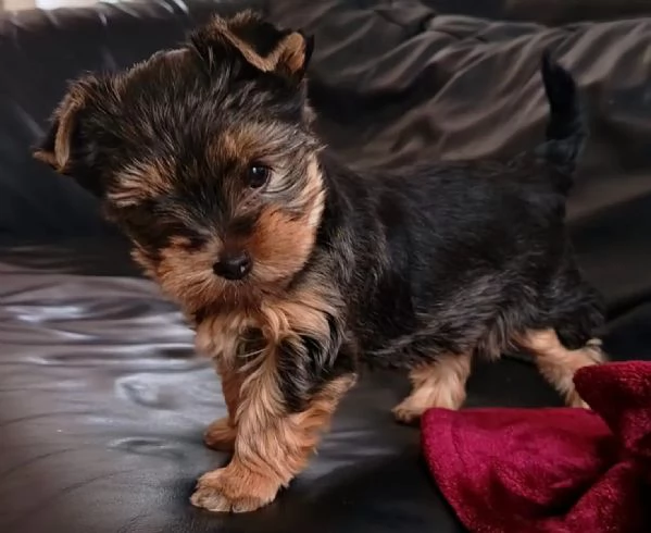 BELLISSIMI CUCCIOLI DI YORKSHIRE TERRIER DISPONIBILI