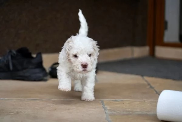 splendidi cuccioli di lagotto romagnolo nati in casa  | Foto 3