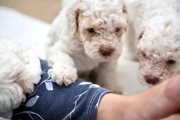 Cuccioli di Lagotto Romagnolo con pedigree ROI | Foto 0
