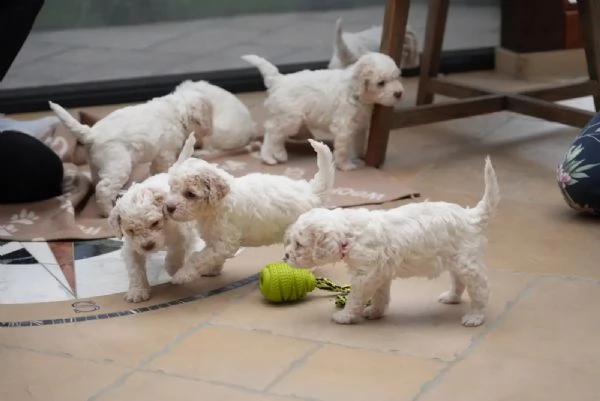 Cuccioli di Lagotto Romagnolo con pedigree ROI