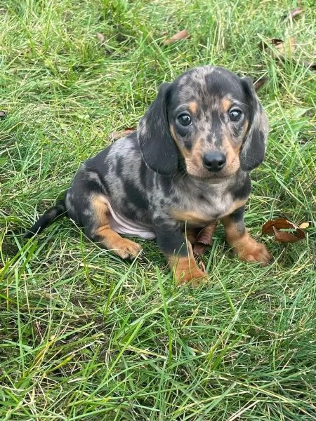 Cuccioli di bassotti disponibili Bassotti  | Foto 3
