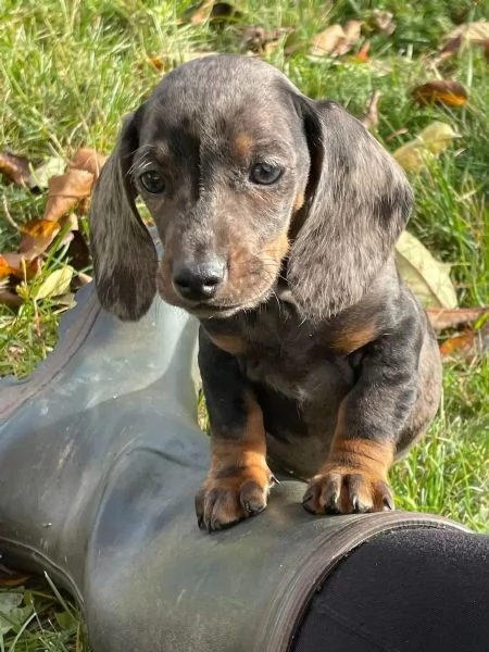 Cuccioli di bassotti disponibili Bassotti  | Foto 2