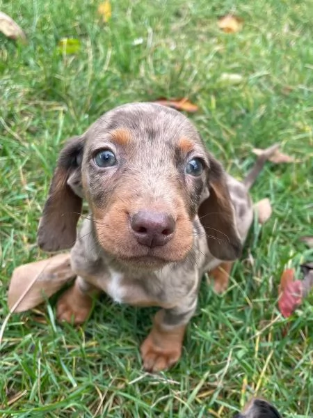 Cuccioli di bassotti disponibili Bassotti  | Foto 1
