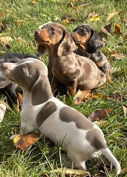 Cuccioli di bassotti disponibili Bassotti  | Foto 0