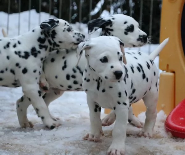 Cuccioli dalmata con Pedigree | Foto 3