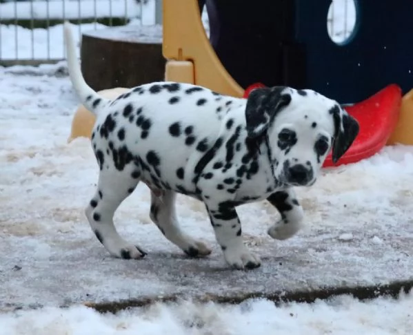 Cuccioli dalmata con Pedigree | Foto 1