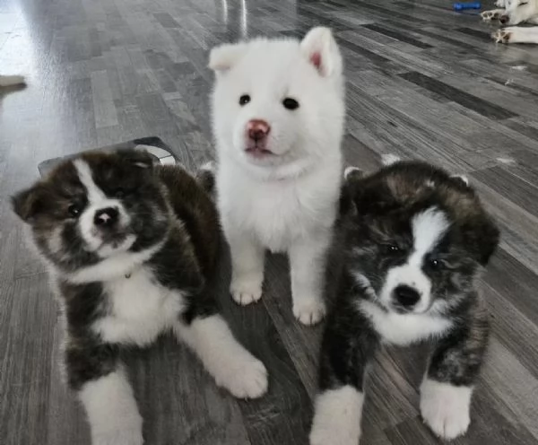 stupendi Cuccioli Akita inu con libretto sanitario vaccini, sverminati | Foto 0