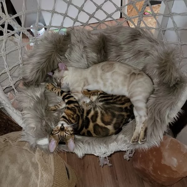 ADORABILI GATTI BENGALA CERCANO UNA NUOVA CASA | Foto 2