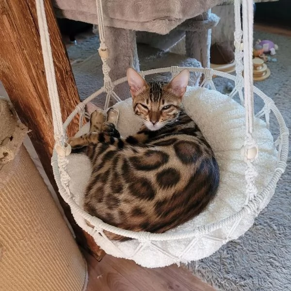 ADORABILI GATTI BENGALA CERCANO UNA NUOVA CASA | Foto 1