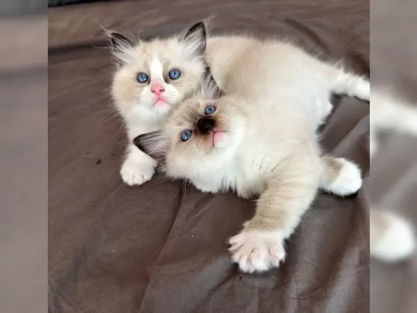 Meravigliosa cucciolata ragdoll con pedigree