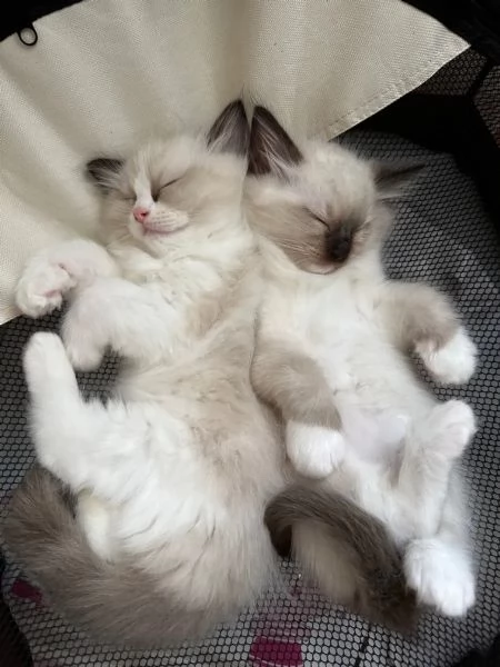 Cuccioli Ragdoll con Pedigree | Foto 1
